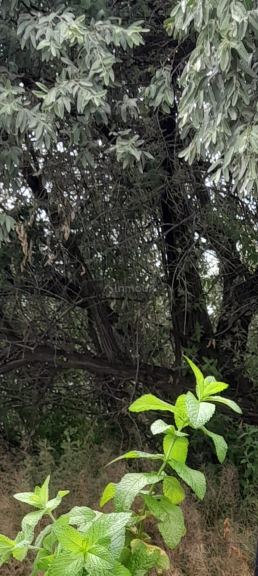 Campo en Venta en San Rafael, Mendoza