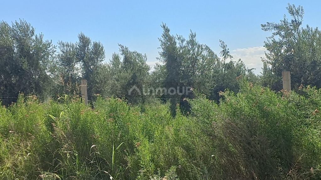 Finca en Venta en Maipu, Mendoza