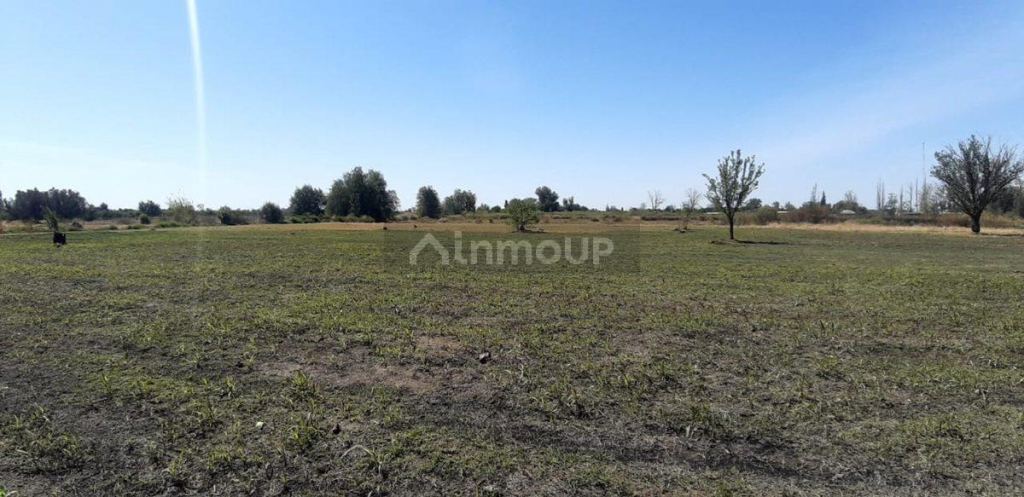 Lote en Venta en San Martin, Mendoza