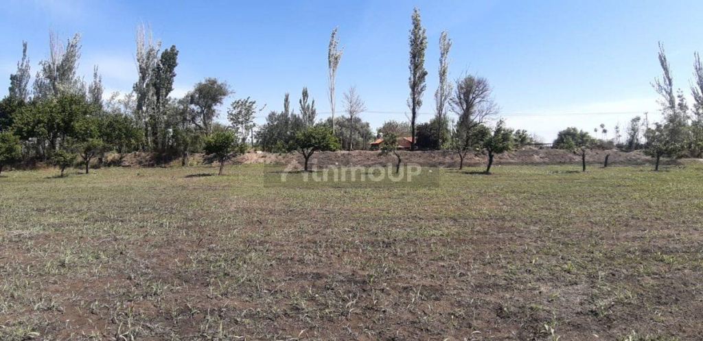 Lote en Venta en San Martin, Mendoza