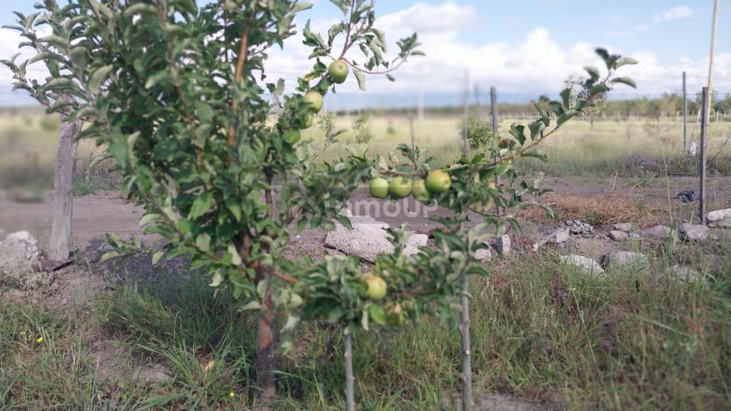Finca en Venta en Tunuyan, Mendoza