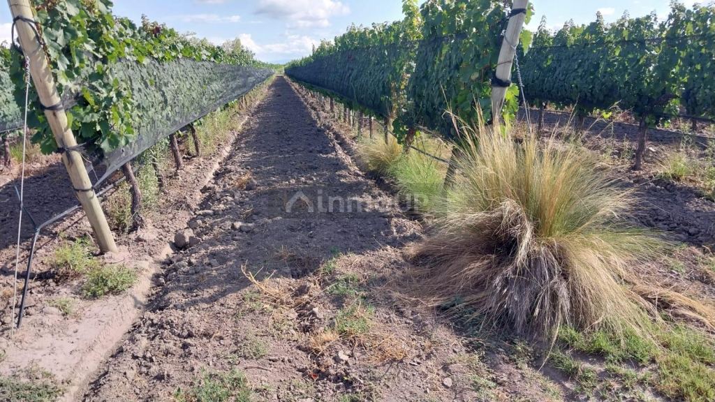 Finca en Venta en Tunuyan, Mendoza