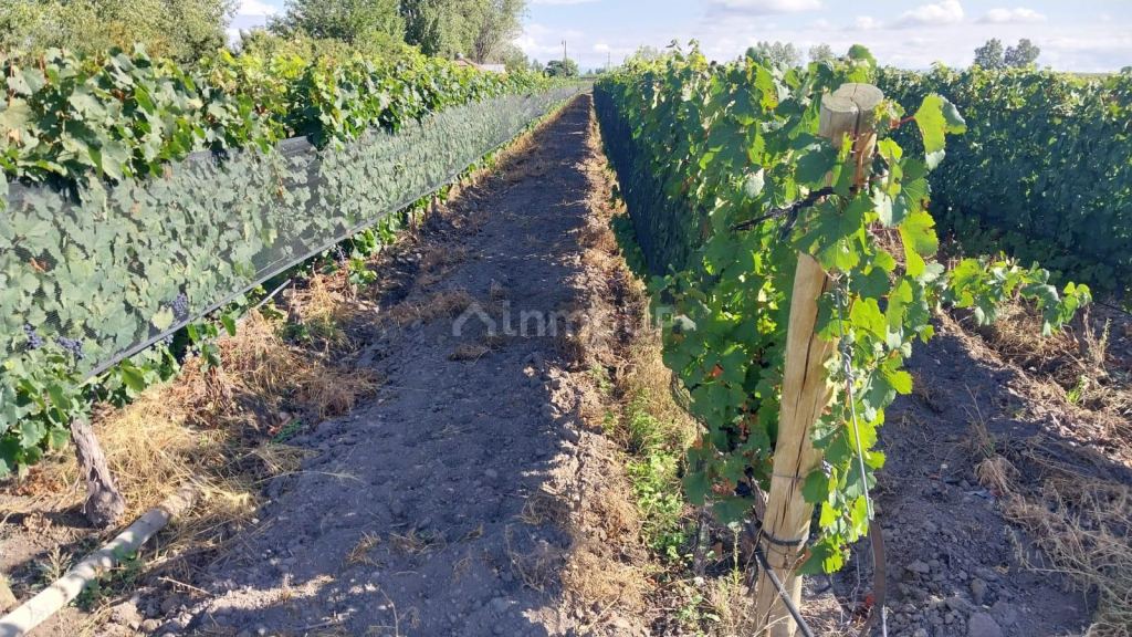 Finca en Venta en Tunuyan, Mendoza
