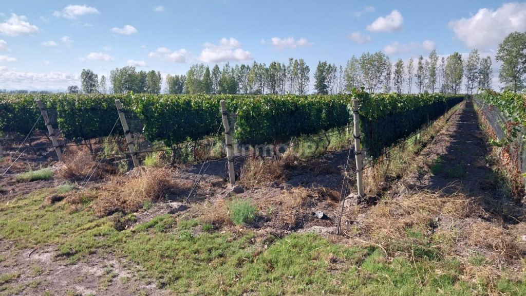 Finca en Venta en Tunuyan, Mendoza