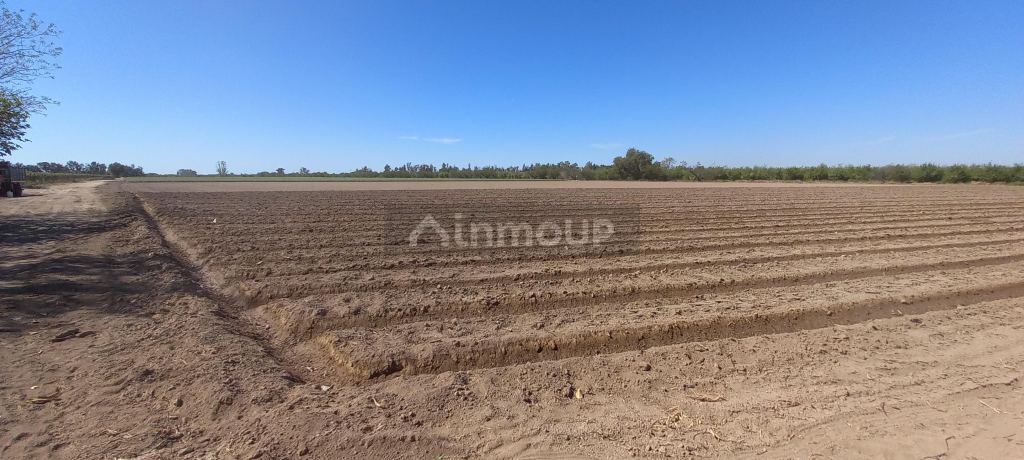 Finca en Venta en San Martin, Mendoza