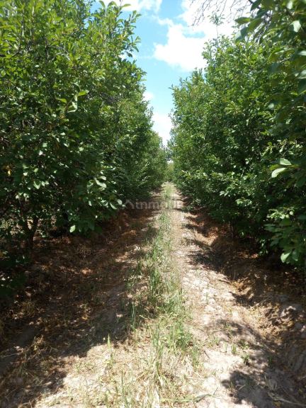Finca en Venta en San Martin, Mendoza
