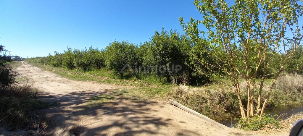Finca en Venta en San Martin, Mendoza