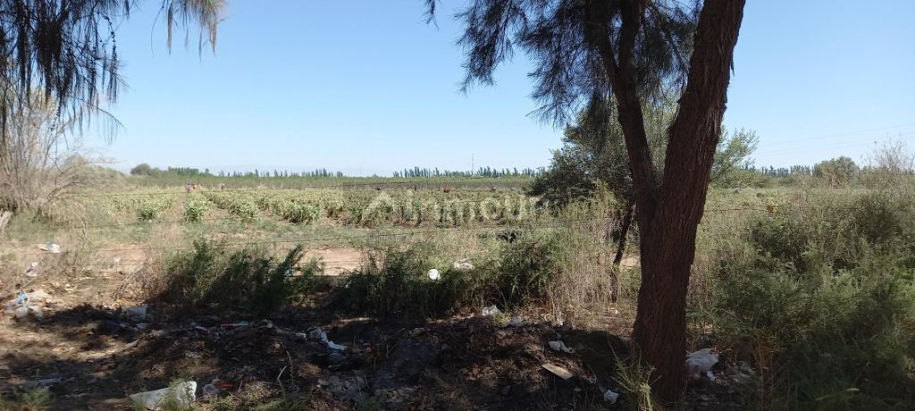 Finca en Venta en San Martin, Mendoza