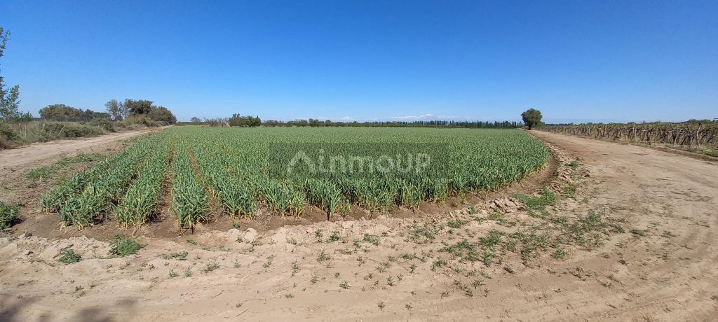 Finca en Venta en San Martin, Mendoza