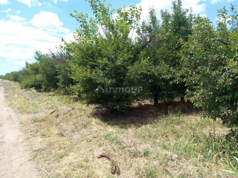Finca en Venta en San Martin, Mendoza