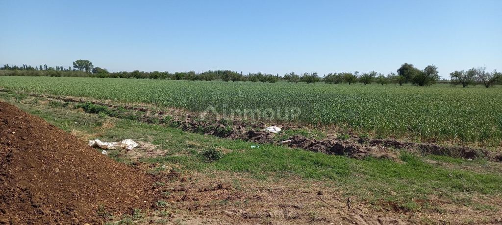 Finca en Venta en San Martin, Mendoza