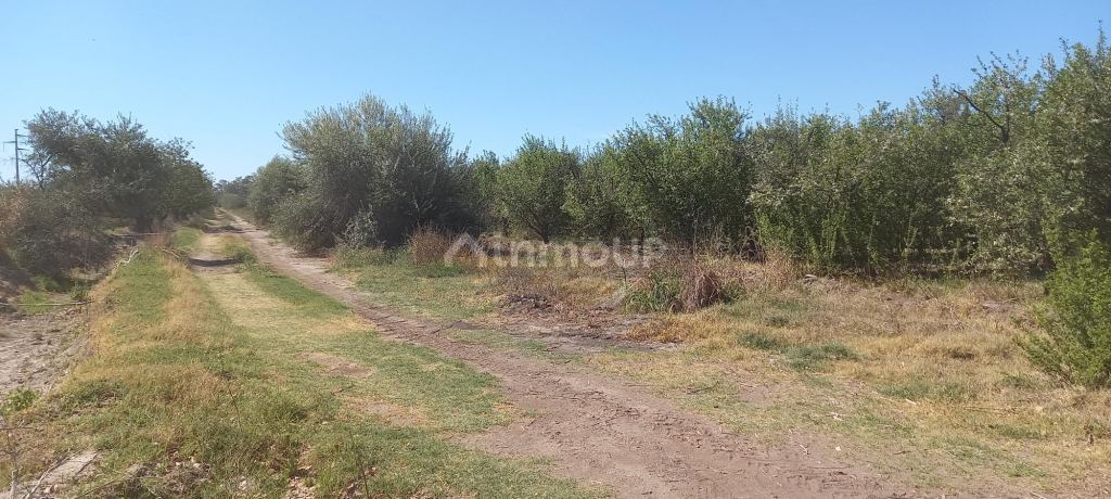 Finca en Venta en San Martin, Mendoza