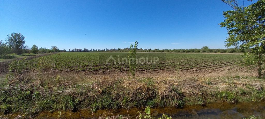 Finca en Venta en San Martin, Mendoza