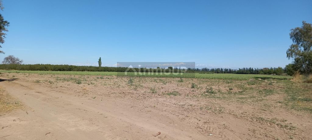 Finca en Venta en San Martin, Mendoza