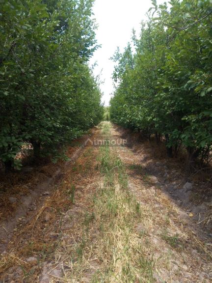 Finca en Venta en San Martin, Mendoza