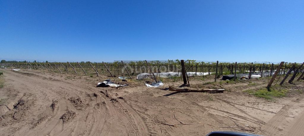 Finca en Venta en San Martin, Mendoza