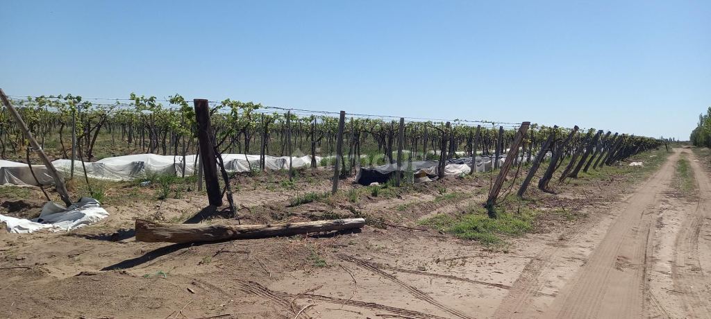 Finca en Venta en San Martin, Mendoza