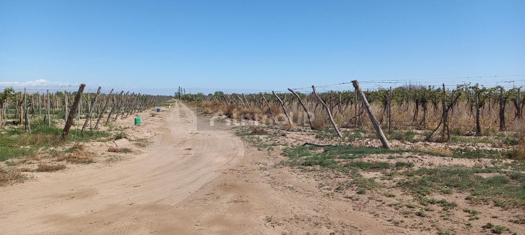 Finca en Venta en San Martin, Mendoza