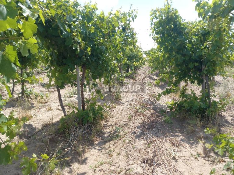 Finca en Venta en San Martin, Mendoza