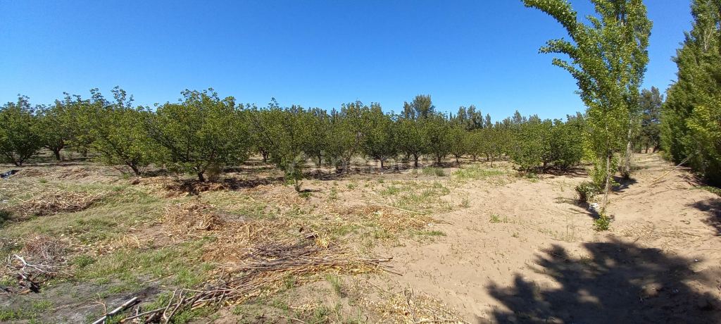 Finca en Venta en San Martin, Mendoza