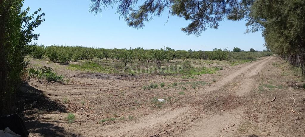 Finca en Venta en San Martin, Mendoza