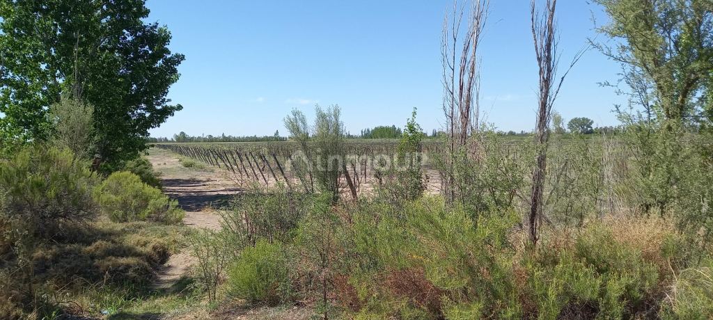 Finca en Venta en San Martin, Mendoza