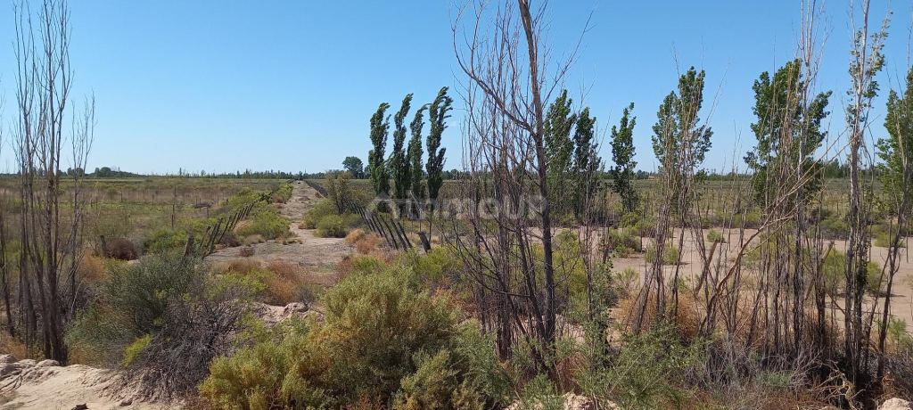 Finca en Venta en San Martin, Mendoza