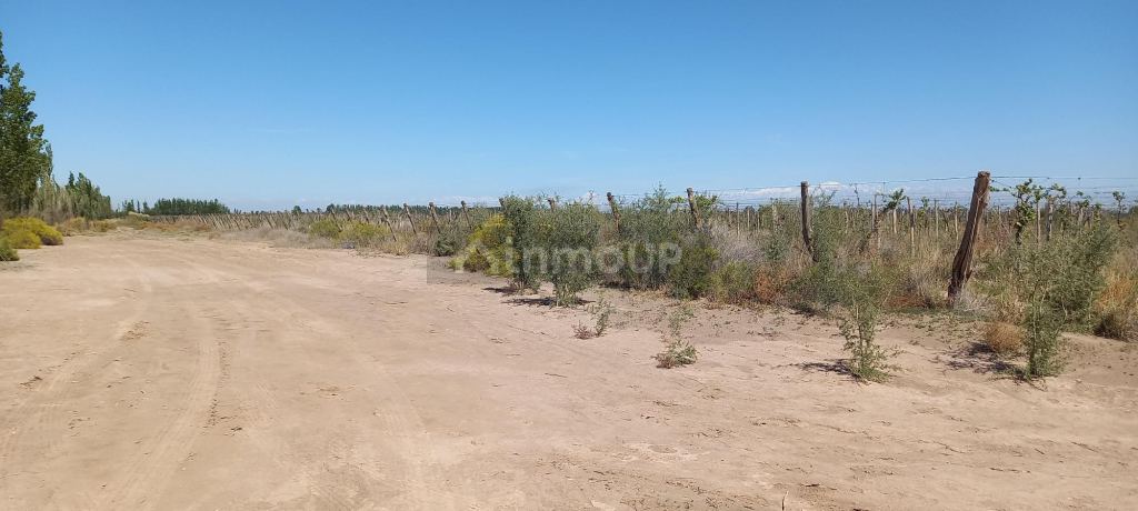 Finca en Venta en San Martin, Mendoza