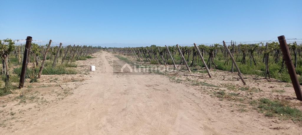 Finca en Venta en San Martin, Mendoza