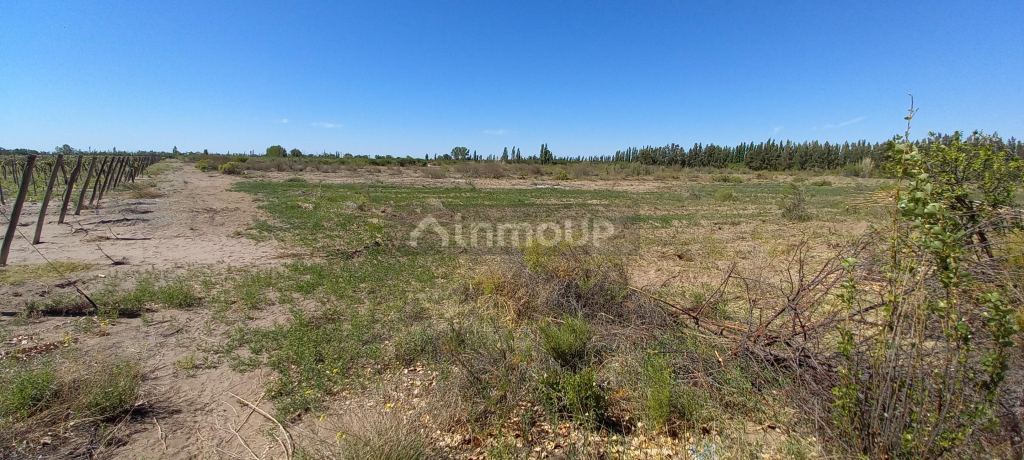 Finca en Venta en San Martin, Mendoza