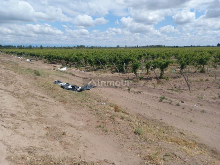 Finca en Venta en San Martin, Mendoza