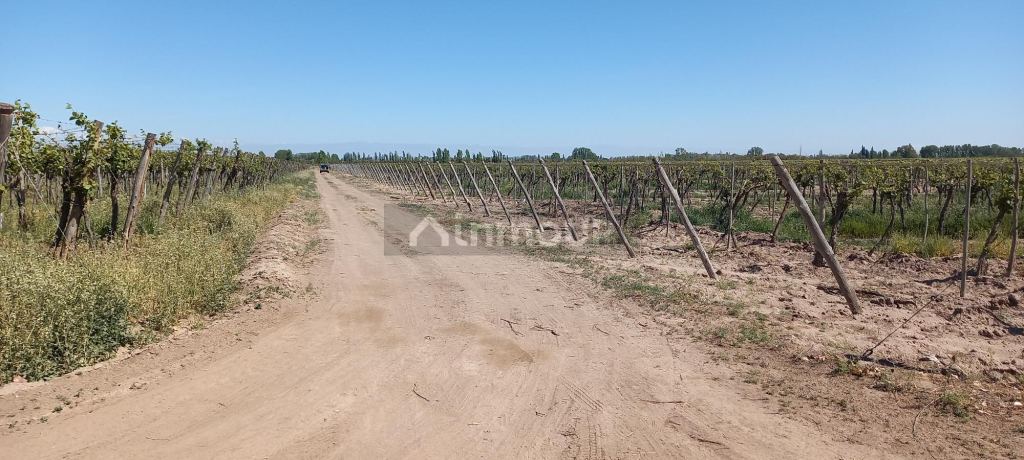 Finca en Venta en San Martin, Mendoza