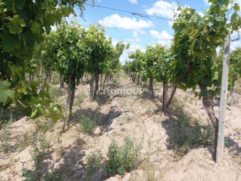 Finca en Venta en San Martin, Mendoza