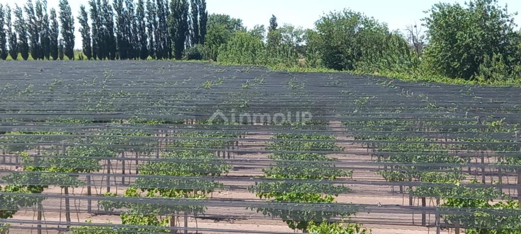 Finca en Venta en San Martin, Mendoza