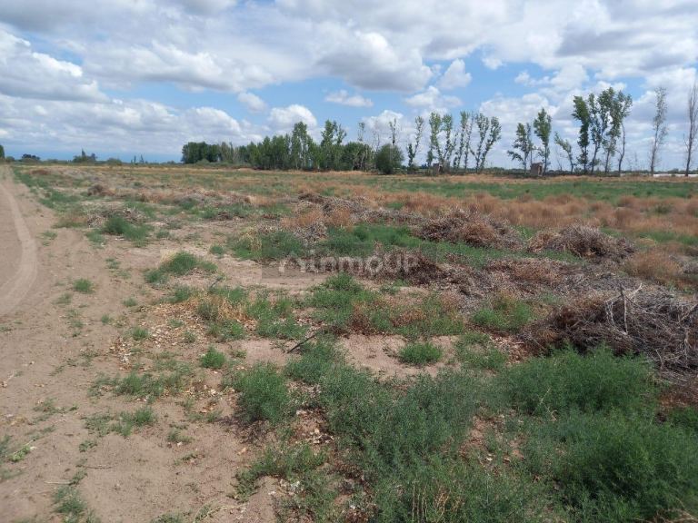 Finca en Venta en San Martin, Mendoza