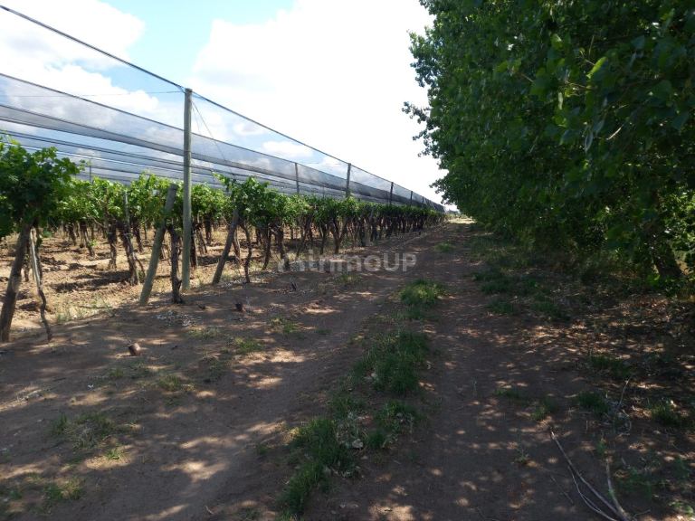 Finca en Venta en San Martin, Mendoza