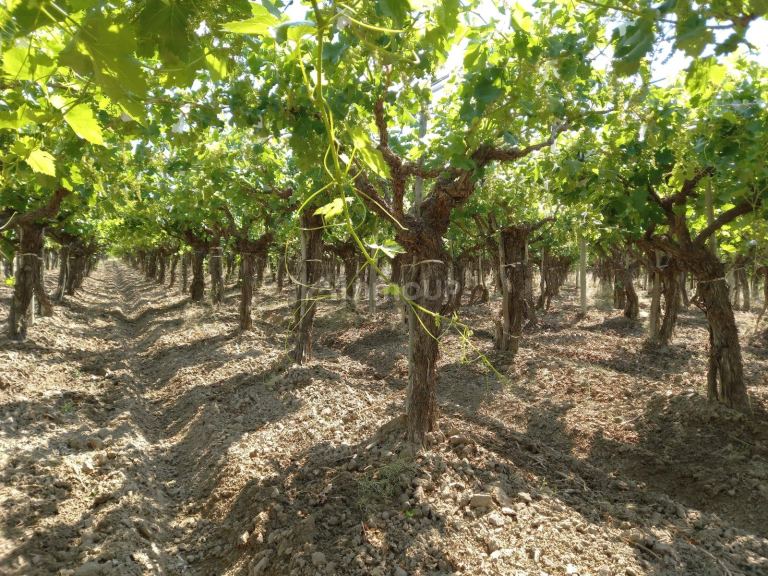 Finca en Venta en San Martin, Mendoza