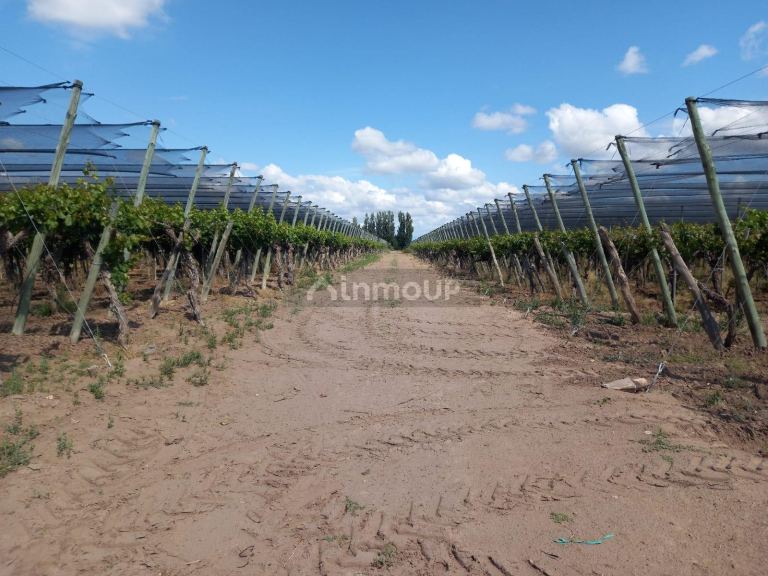 Finca en Venta en San Martin, Mendoza