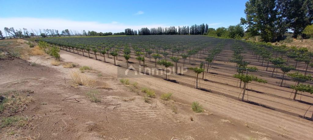 Finca en Venta en San Martin, Mendoza