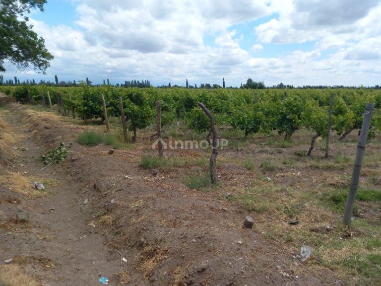 Finca en Venta en San Martin, Mendoza
