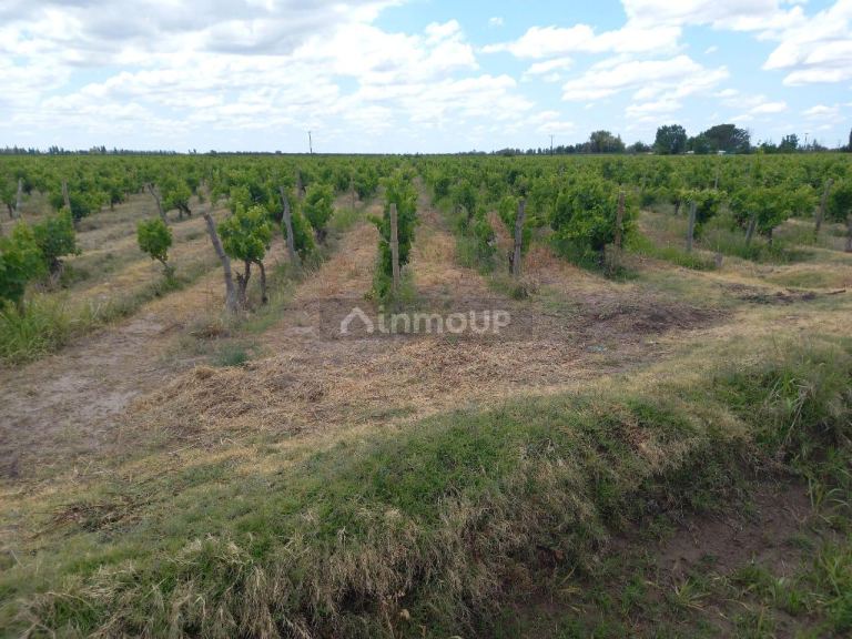 Finca en Venta en San Martin, Mendoza