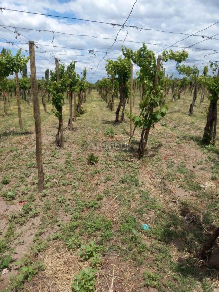 Finca en Venta en San Martin, Mendoza