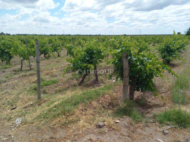 Finca en Venta en San Martin, Mendoza