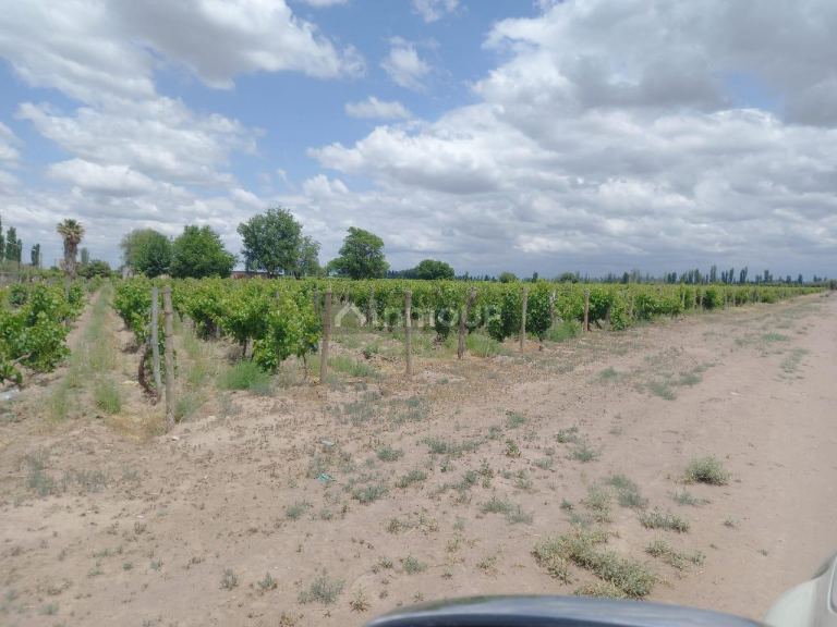 Finca en Venta en San Martin, Mendoza
