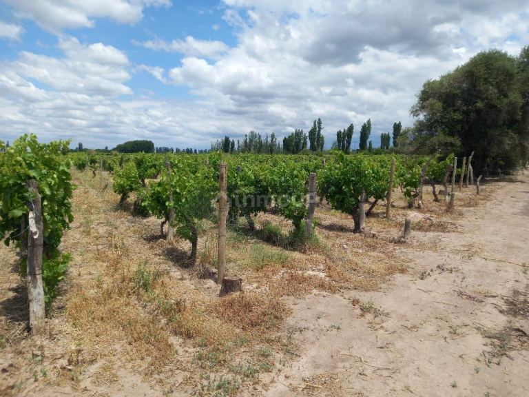 Finca en Venta en San Martin, Mendoza