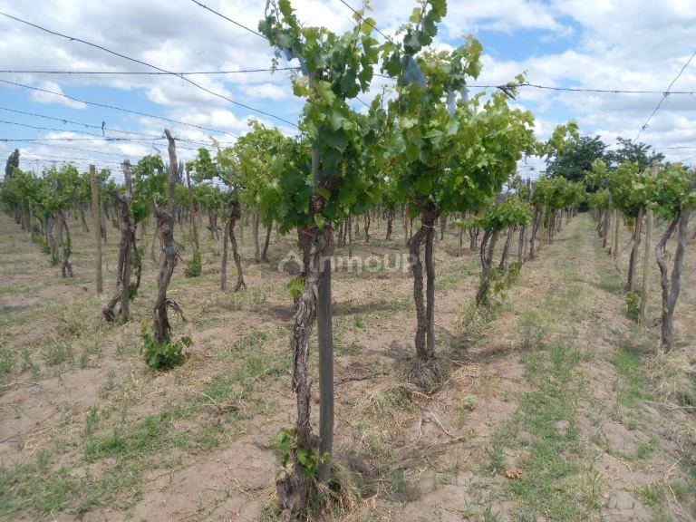 Finca en Venta en San Martin, Mendoza