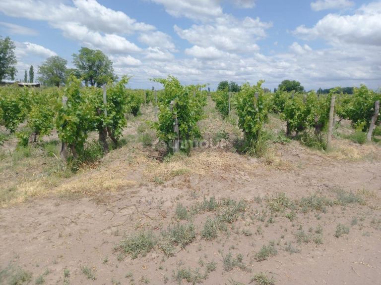 Finca en Venta en San Martin, Mendoza