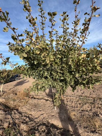 Finca en Venta en Lavalle, Mendoza - USD 1.800.000 | Inmoup - 6