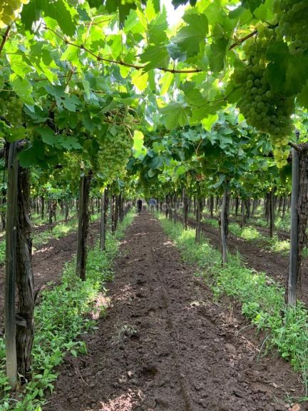 Finca en Venta en San Martin, Mendoza