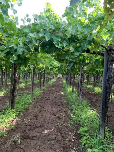 Finca en Venta en San Martin, Mendoza